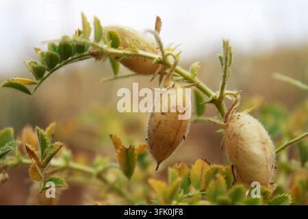 Kichererbsenschote mit grünen jungen Pflanzen auf dem Bauernhof, Großaufnahme. Stockfoto