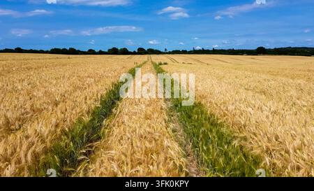 Goldenes Gerstenfeld mit grünen Traktorspuren, die unter einem hellblauen Himmel zum Horizont führen Stockfoto
