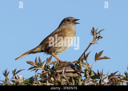Dunnock oder Hecken-sperling (Prunella modularis) adultes Gartenmann Vogel singt in einer Hecke im Frühling, England, Vereinigtes Königreich Stockfoto