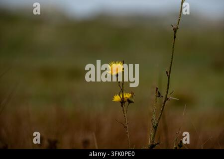 Helle gelbe Habichtskraut-Wildblumen heben sich von einer sanft verschwommenen grünen Wiese ab und vermitteln Einsamkeit und natürliche Schönheit. Stockfoto
