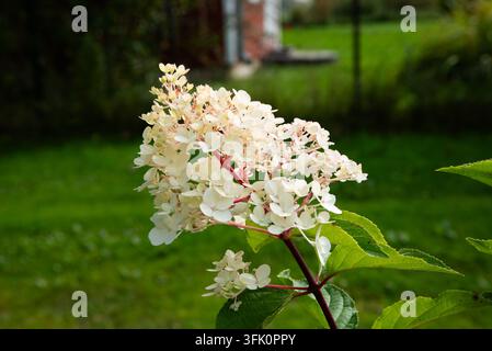 Eine weiße Hortensienblüte erblüht im Garten, umgeben von grünem Laub und einem unscharfen Hintergrund aus Kleingärten. Stockfoto