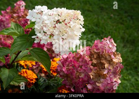 Weiße und rosa Hortensien blühen in einem Garten, umgeben von grünem Laub und bunten Ringelblumen. Stockfoto