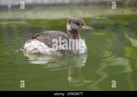 Red-necked grebe Podiceps grisegena, Stockfoto