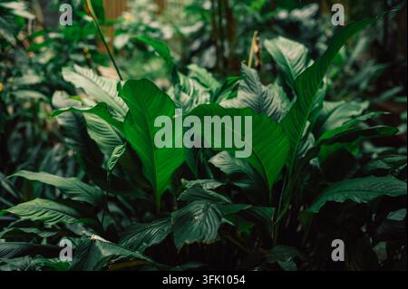 Dichtes tropisches Laub füllt einen schattigen Garten, mit breiten, lebendigen grünen Blättern, geschichteten Pflanzen und einer reichen, feuchten Waldatmosphäre. Stockfoto
