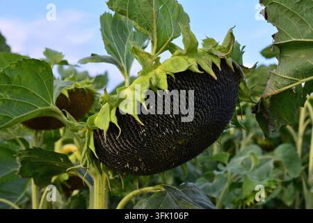 Reife Sonnenblumenkopffülle mit Samen auf einem Feld, Nahaufnahme Stockfoto