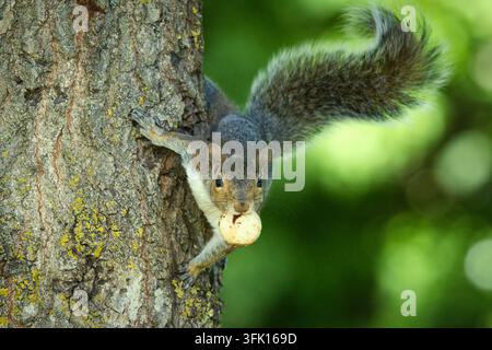 Graue Eichhörnchen klammert sich an einen Baumstamm, während es eine Nuss im Maul hält, Rutland, England. In natürlichem Tageslicht mit einem verschwommenen grünen Wald aufgenommen. Stockfoto
