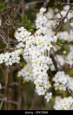 Weiße Blüten auf Schwarzdorn, Prunus spinosa, Heckenrose im Frühling Stockfoto