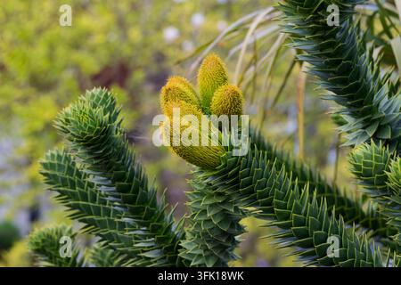 Affen-Rätselbaum (Araucaria araucana) Äste mit einzigartigem schuppigem Laub und sich entwickelnden Zapfen, die das Design der Natur zeigen Stockfoto