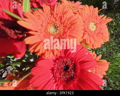 buntes Blumenbeet im Schlossgarten Siegen in der Nahaufnahme Stockfoto