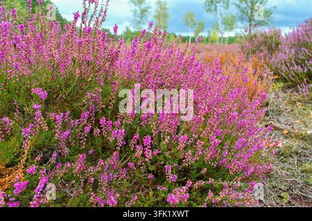 Reich blühende Gewöhnliche Heideblüten im Herbst - Calluna vulgaris Stockfoto