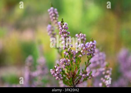 Heideblüten im Wald, Sommertag Stockfoto