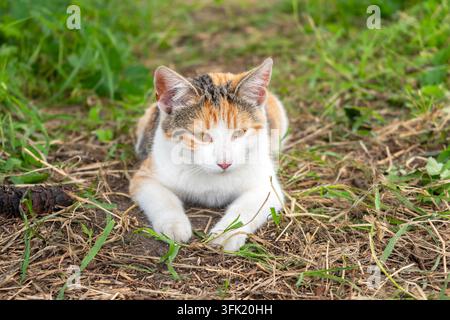 Die Katze liegt auf dem Boden, Sommertag Stockfoto
