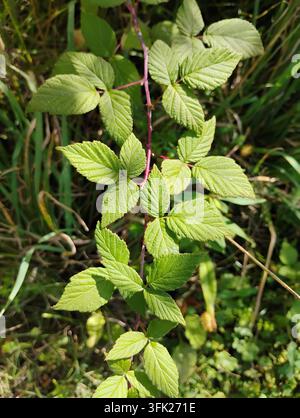 Eine Nahaufnahme einer stacheligen violetten Wilden Schwarzen Himbeerranke (Rubus occidentalis) zeigt lebhaft grüne dreizipfelige Blätter im Herbstlicht Stockfoto