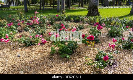 Botanischer Garten mit lebhaften roten Rosenbüschen in einem sonnigen Sommergarten. Karmesinrote Blütenknospen und sich öffnende scharlachrote Blüten sammeln sich zwischen üppigen Stockfoto