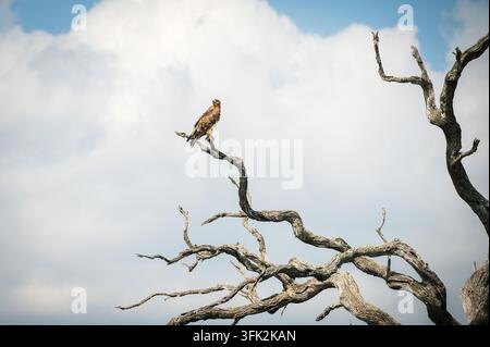 Ein Schreiadler sitzt auf einem toten Ast. Auf der Straße zwischen den Restcamps Skukuza und Satara. Kruger-Nationalpark, Südafrika. Stockfoto