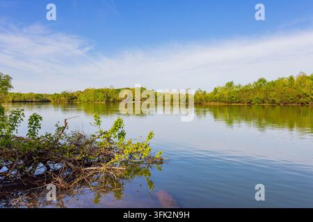 Das Sonnenlicht spiegelt sich auf der ruhigen Wasseroberfläche, während dichte grüne Bäume das entfernte Flussufer unter einem weiten, klaren Himmel säumen. Stockfoto