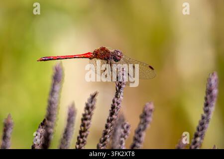 Lebendige rote Libelle, die im hellen Sonnenlicht auf lila Wildblumen sitzt, mit zartem Spinnennetz sichtbar und einem sanft verschwommenen grünen Hintergrund. Stockfoto