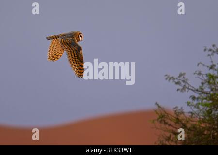 Westliche Scheuneneule Tyto alba im Flug über rote Sanddünen, herzförmiges Gesicht, goldene Flügel, blaugrauer Himmel, Namib-Wüste, Namibia, Afrika, nächtlich Stockfoto