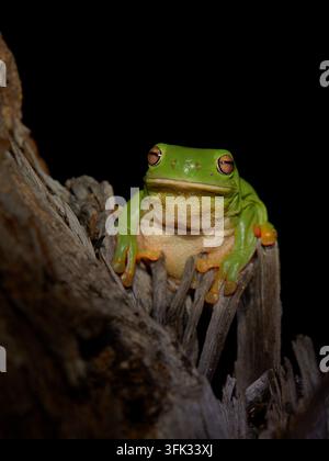 Australischer grüner Baumfrosch Ranoidea caerulea, auch Weißer Baumfrosch, Frontansicht-Porträt, fülliger Körper, cremefarbene Unterseite, goldene Augen, sitzt in einer Höhle Stockfoto
