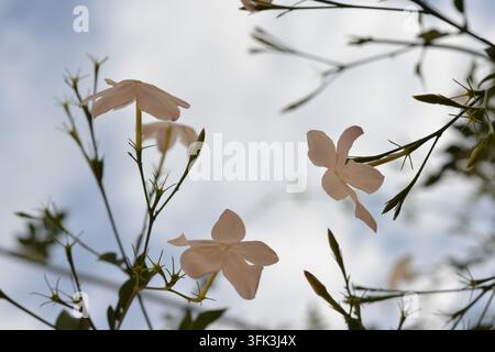 Jasmineblüten, die in einem Hausgarten blühen, im natürlichen Licht gegen einen blauen Himmel und weiche Wolken fotografiert. Stockfoto