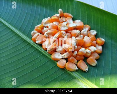 Haufen getrockneter gelber Maiskörner auf frischem grünem Bananenblatt, Nahaufnahme Stockfoto