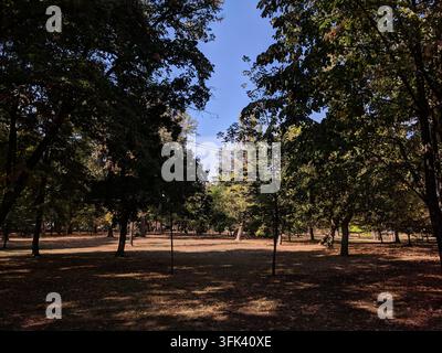 Weite Ansicht hoher grüner Eichen und Ahornbäume unter einem klaren blauen Himmel im öffentlichen Park People's Garden in Pancevo, Serbien. Stockfoto