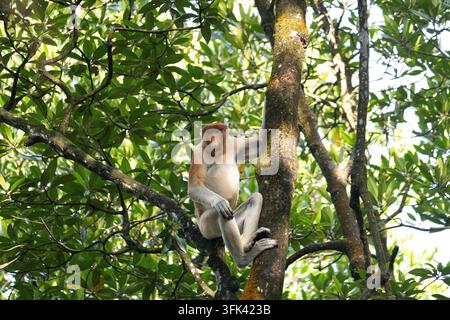 ein Alpha-Männchen der Nasenaffen in freier Wildbahn, das im Mangrovendickicht auf Tarakan, Indonesien, sitzt und Blätter frisst. Nasenaffe, der im Mangrovenwald forscht. Stockfoto
