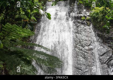 Tropischer Wasserfall stürzt eine dunkle Felswand im El-Yunque-Regenwald in Puerto Rico hinab Stockfoto