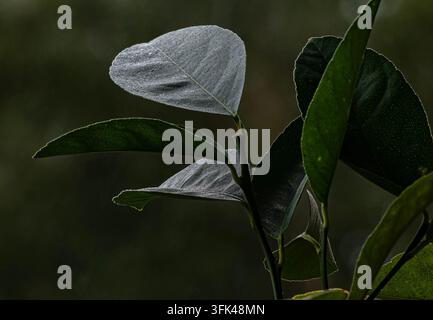 Ein Büschel dunkelgrüner, glänzender Blätter einer Zitruspflanze, wie einer Zitronenbaum (Citrus limon), mit zarten Wassertropfen auf der Oberseite Stockfoto
