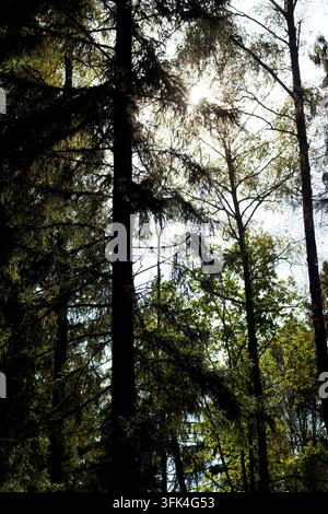 Dichte immergrüne Nadelbäume silhouettieren sich vor einer hellen Mittagssonne, die durch das Blätterdach späht, und schaffen eine dramatische Hochkontrastszene in einer Wildnis Stockfoto