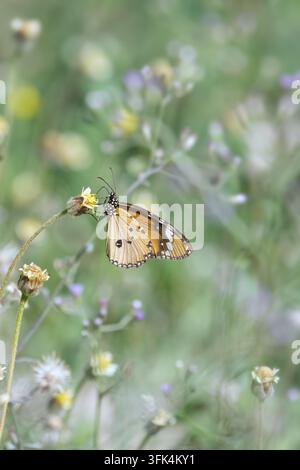 Echter Tigerfalter (Danaus chrysippus) Falter, der auf Wildblüten sitzt, mit vertikalem Kopierraum, friedliches Naturposter Stockfoto