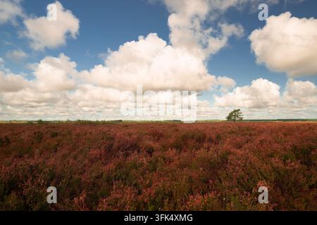 Heide in Blüte im September Stockfoto