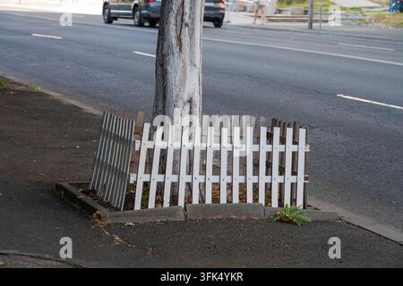 Ein weiß getünchter Straßenbaum steht geschützt innerhalb eines kleinen weißen Holzzaunabschnitts neben einer asphaltierten städtischen Straße. Stockfoto