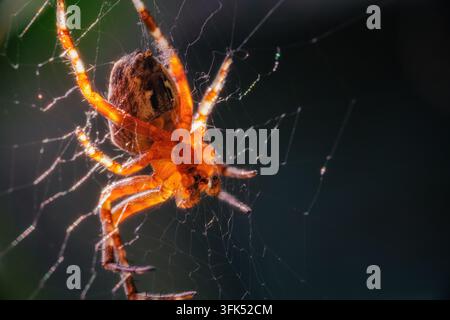 Extreme Makroaufnahme der Unterseite einer Kreuzorbweberspinne, die im Abendlicht orange leuchtet auf ihrem Seidennetz. Stockfoto