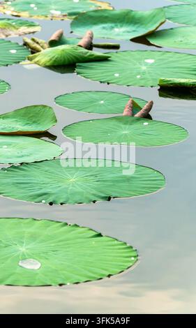 Vertikale Aufnahme von gepunkteten Lotusblättern in einem Lotus-Teich Stockfoto