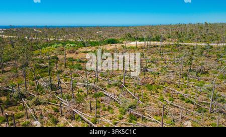 Luftbild eines sturmschäden Küstenwaldes mit umgestürzten Bäumen, gebrochenen Stämmen, einer Straße und blauem Meer im Hintergrund. Stockfoto
