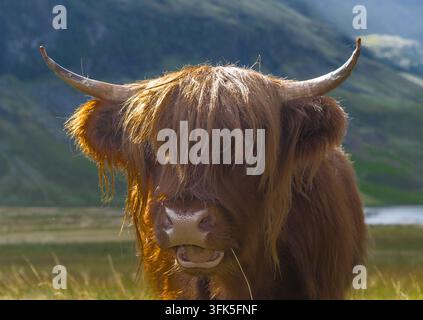 Ein Nahaufnahmeporträt einer zotteligen braunen Highland-Kuh mit langen Hörnern vor einer bergigen Kulisse in Schottland. Stockfoto