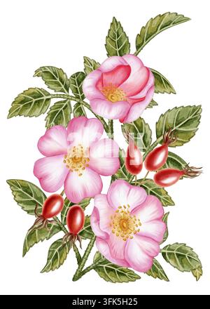 Aquarellzweig einer blühenden Wildrose mit rosa Blüten, roten Hagebutten und grünen Blättern isoliert auf weißem Hintergrund. Ideal für Produktlo Stockfoto