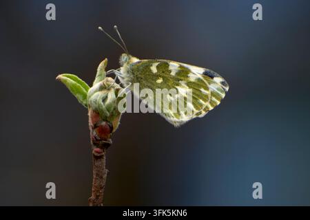 Hellfarbener Schmetterling sitzt auf einem Apfelbaumzweig im Garten im Frühling Stockfoto