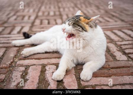 Orange-weiße Katze gähnt auf rotem Ziegelboden Stockfoto