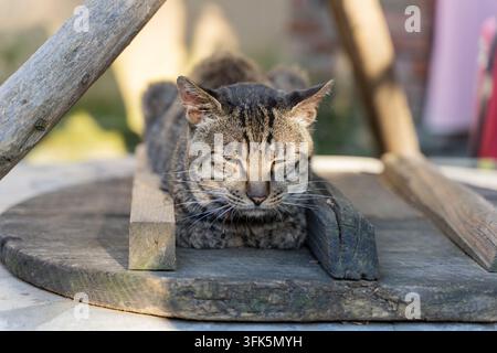 Tabby-Katze schläft mit geschlossenen Augen auf einem hölzernen Gullydeckel auf dem Hof eines Bauernhauses Stockfoto