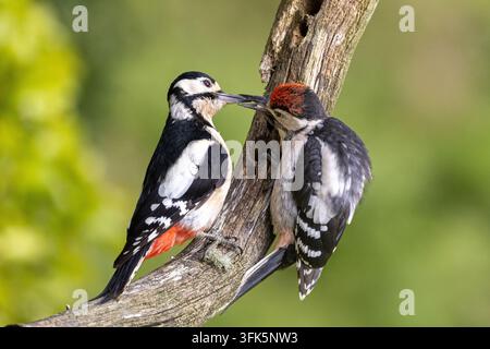 Weiblicher Bunt-specht füttert Jungvogel auf einem Ast in einem Wald, Nahaufnahme Stockfoto