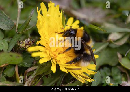Gartenbienen, die sich von einer gelben Löwenzahnblüte ernähren, Nahaufnahme Makro-Bestäubungsfoto Stockfoto