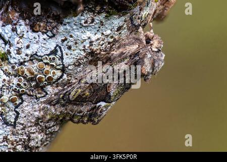 Grün gesprenkelter Mondfleck auf mit Flechten bedecktem Rindenholz, Makro-Natur-Nahaufnahme Stockfoto