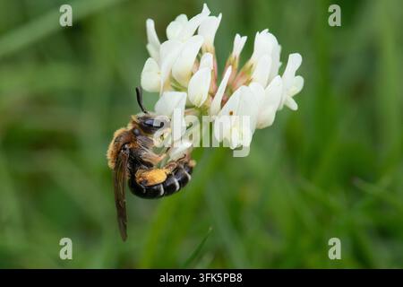Rotrücken-Bergbau Biene auf Weißklee-Blüte, die Pollen in einer Wiese sammelt, Nahaufnahme Stockfoto