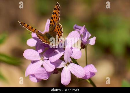 Bunt gefärbter Schmetterling bestäubt eine Blume auf einem Feld im Frühling Stockfoto