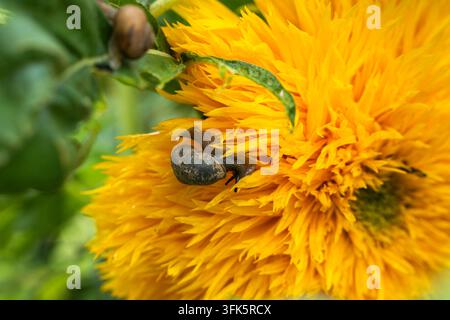 Makroaufnahme von zwei Schnecken auf einem gelben doppelten Sonnenblumenblatt Stockfoto