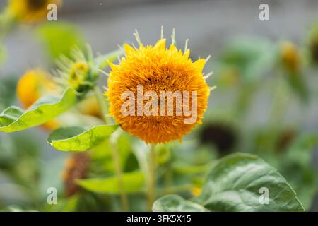 Nahaufnahme von doppelblühendem Sonnenblumen, tausendblättrigem Sonnenblumen Stockfoto