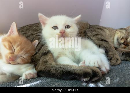 Ein Wurf Kätzchen, die sich aneinander gekuschelt und in der Umarmung ihrer Mutterkatze ausruhen Stockfoto