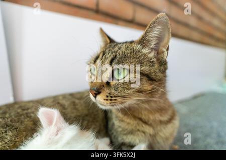 Nahaufnahme des Gesichts einer weißen Tabby-Katze mit einer kleinen Markierung vor ihrem Ohr Stockfoto